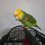 Double Yellow head Amazon parrot 3 thumbnail