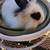 Rabbit. 3 thumbnail