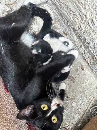 Mama cat & kittens (San ysidro)63914315100675120