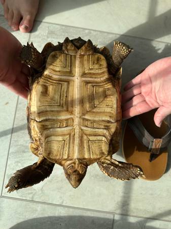 Tortuga Sulcata - 4 años (Taylors)63661373165571122