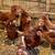 Chickens 1 thumbnail