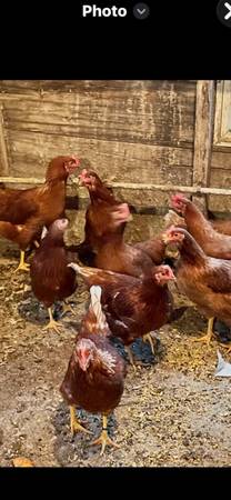 Chickens 1