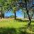 RV Spot on shared 5 acre parcel in Lotus area 2 thumbnail