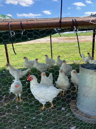 Chickens-pullets 1