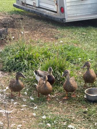 Mallard ducks 1