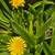 South African wide tongue succulents and other succulents 1 thumbnail