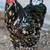 Brahma chicks-mottled, porcelain, blue salmon, lemon pyle, Isabel 2 thumbnail