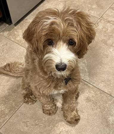 LOST dog--Please help find Tilly! (Carson)63829759383683122