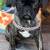 Brindle pug puppies 8 thumbnail
