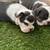 Puppys available 3 thumbnail