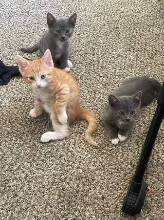 Rescued Kittens (Los Angeles)63870036895875121