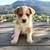 Aussie&Cattle Dog Mix DISCOUNT LAST PUPPY 4 thumbnail