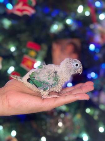 Yellowsided turquoise conure 1