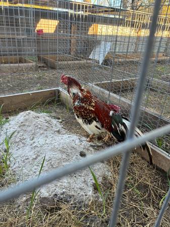 Gallo Asil Rakata en linea 1