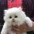 Beautiful kitten for sale 1 thumbnail