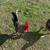 Roosters 1 thumbnail