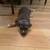 Bully puppy 4 thumbnail
