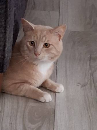 Patterson needs a home!! (Grosbeck)63908215923715120