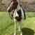 Paint mare 3 thumbnail