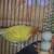 Lovebird 5 thumbnail