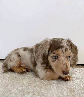 purebred Dog Dachshund (956-Six 02-6032)