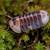 Isopods 1 thumbnail