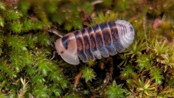Isopods 1
