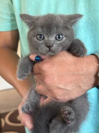 Scottish fold (Elk Grove)63679341776131122