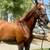 Chestnut Thoroughbred Mare for Sale (Two to Tango) 2 thumbnail