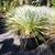 Beaked Yucca //// YUCCA rostrata 16 thumbnail