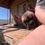 Make French bulldog 4 thumbnail