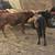 Black steer 1 thumbnail