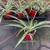 SPIDER PLANTS-Great Air Cleaning Houseplant 2/$10 1 thumbnail