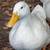 Pekin and Cayuga hens and drakes ducks 3 thumbnail