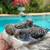 Baby parakeets 4 thumbnail