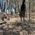 Emu 1 thumbnail
