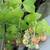 Yellow raspberry potted plants 3 thumbnail