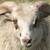 ICELANDIC RAMS 8 thumbnail