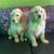 Retriever pup, playful, social, and perfect family 3 thumbnail