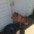 Male Cane corso puppy (waukegan) 4 thumbnail
