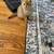 British Shorthair 2 thumbnail