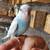 Parakeet 2 thumbnail