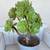 Succulent plants 7 thumbnail