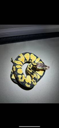 Rehoming ball python morphs (Southington CT)63873145307649120