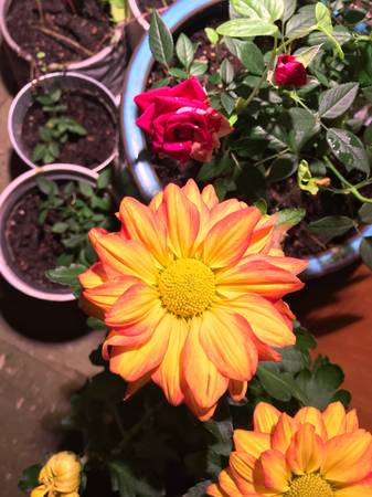 Home Depot flower pot for sale 1