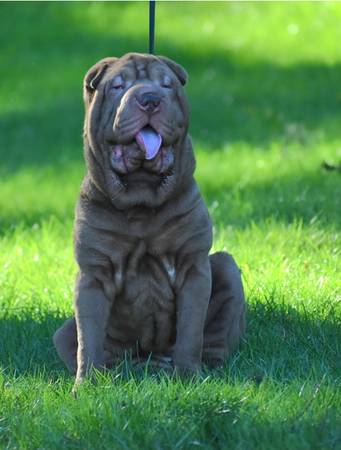 Mini Sharpei (Graham)63911484082050120