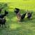 Chickens 2 thumbnail