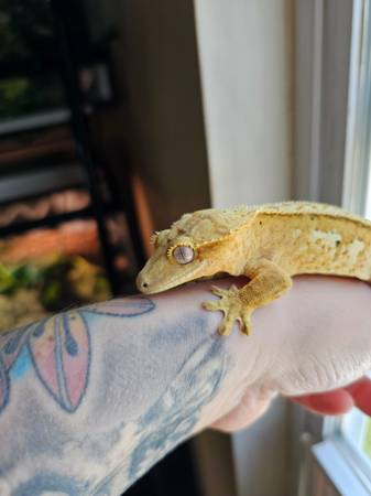 Yellow Base Female Crested Gecko (Woodstock)63848346014595122