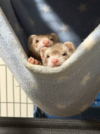 Ferrets 1