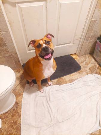 Sweet as Honey, Boxer Mix!63685533134083124
